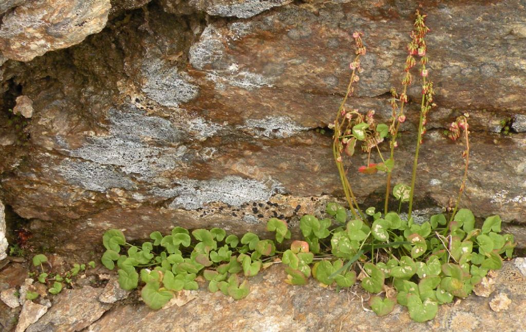 Oxyria digyna / Acetosa soldanella